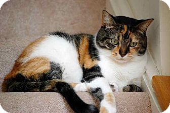 Fairborn Oh Domestic Shorthair Meet Calico Girl A Pet For