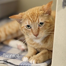 Photo of Twinkie