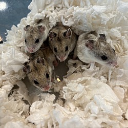 Photo of Chinese Dwarf Hamsters