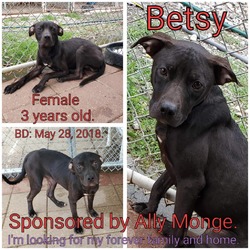 Thumbnail photo of Betsy #3