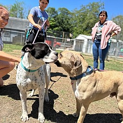 Thumbnail photo of Fiona The Fabulous, Friendly Family Dog #3