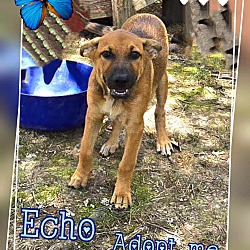 Thumbnail photo of Echo #2