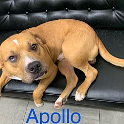 Thumbnail photo of Apollo #1