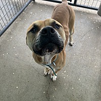 adopt a pet