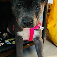 adopt a pet