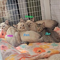 adopt a pet