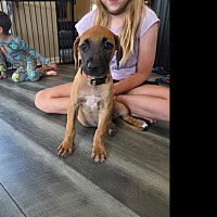 adopt a pet