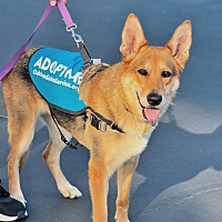 adopt a pet