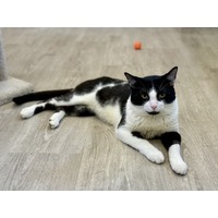 adopt-pet