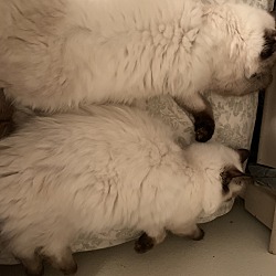 bonded pet photo