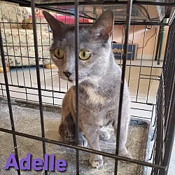 Thumbnail photo of Adelle #2