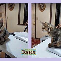 Thumbnail photo of Rosco #1