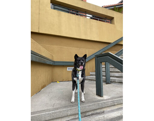 Los Angeles, CA - Akita. Meet Emi a Pet for Adoption - AdoptaPet.com