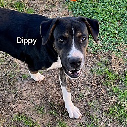 Photo of Dippy