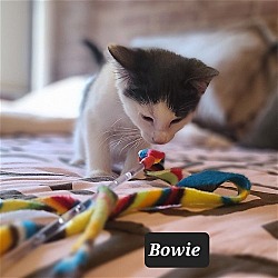 Thumbnail photo of Bowie #3