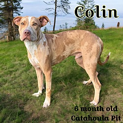 Thumbnail photo of Colin #1