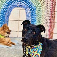 adopt a pet