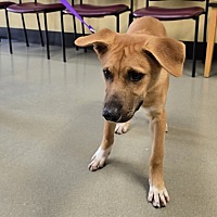 adopt a pet
