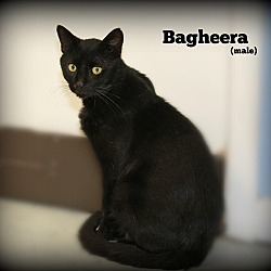 Thumbnail photo of Bagheera #2