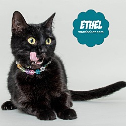 Thumbnail photo of Ethel #4