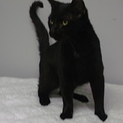 Thumbnail photo of Obsidian-ADOPTED #4