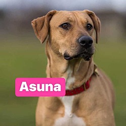 Thumbnail photo of Asuna #2