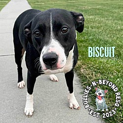 Photo of Biscuit
