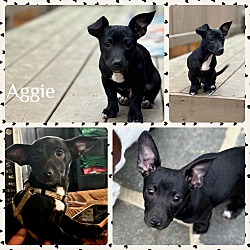 Thumbnail photo of Aggie #4