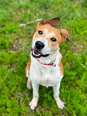 Fort Dodge, Ia - American Pit Bull Terrier Great Pyrenees. Meet Lady A 