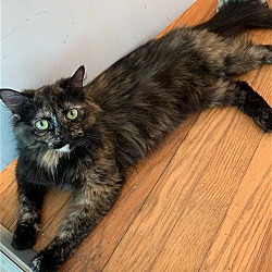 Photo of Stormi (long haired Tortie)