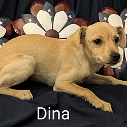 Thumbnail photo of Dina #2