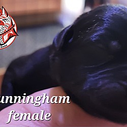 Thumbnail photo of Cunningham #2