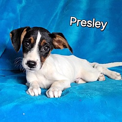 Thumbnail photo of Presley #2