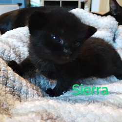 Thumbnail photo of Sierra (Pink) #2