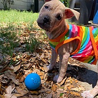 adopt a pet