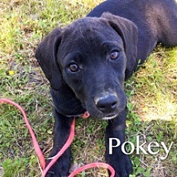 Thumbnail photo of Pokey #3