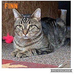 Photo of Finn