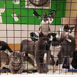 Thumbnail photo of Lot's of Kittens #1