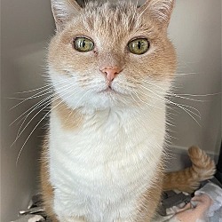 Thumbnail photo of Marigold (Easygoing and Affectionate) - $70 #4
