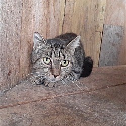 Photo of Lizzy-Barn Cat