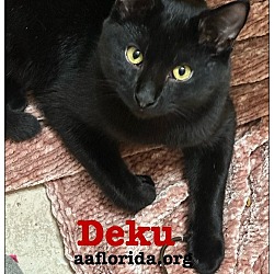 Photo of Deku