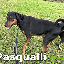 Photo of Pasqualli