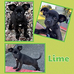 Photo of Lime