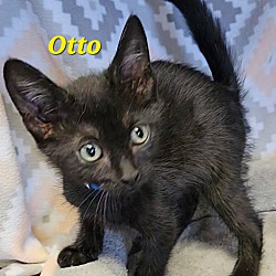 Thumbnail photo of Otto #3