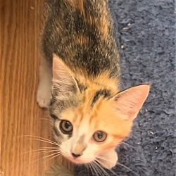 Photo of KITTEN HARLEY GIRL