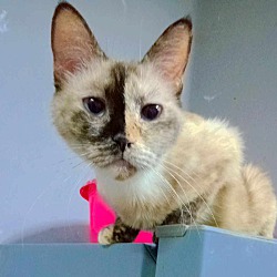 Thumbnail photo of Sakara (Siamese) #1