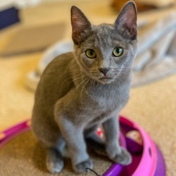 Thumbnail photo of Little Grey (LG) #3