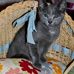 Thumbnail photo of Silverado (Russian Blue kitten #1