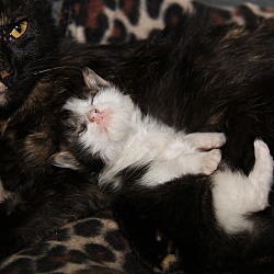 Thumbnail photo of Tessa & Kittens (Update) #1