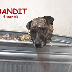 Thumbnail photo of BANDIT #2